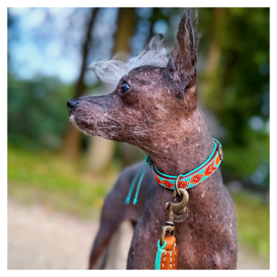 Dog with a Mission Beads Paddy Lee Collare Cane XS