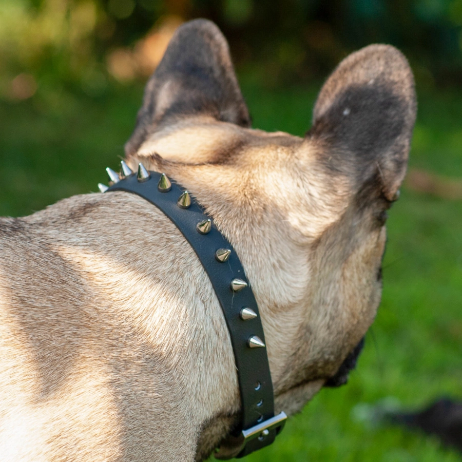 Toscani Waterproof Collare Borchiato a Punta per Cani su Misura