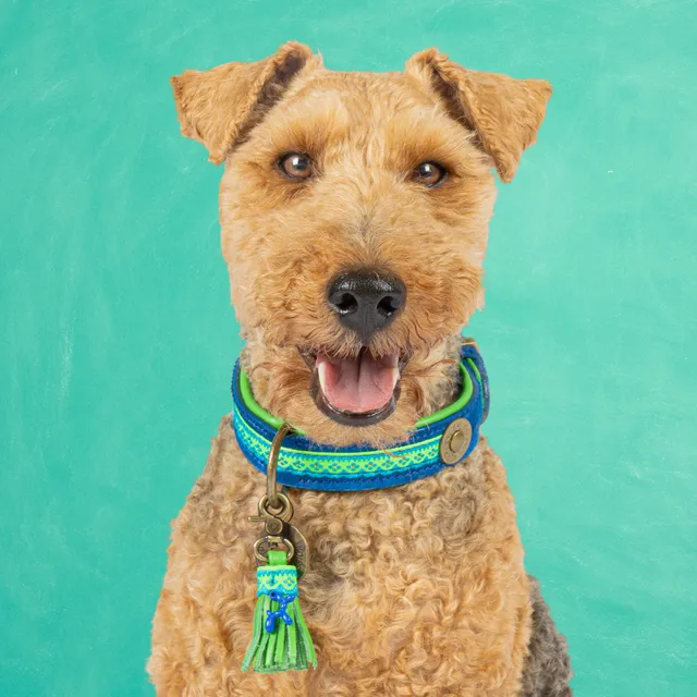 Dog with a Mission Zula collare cane blu S 30-33 cm