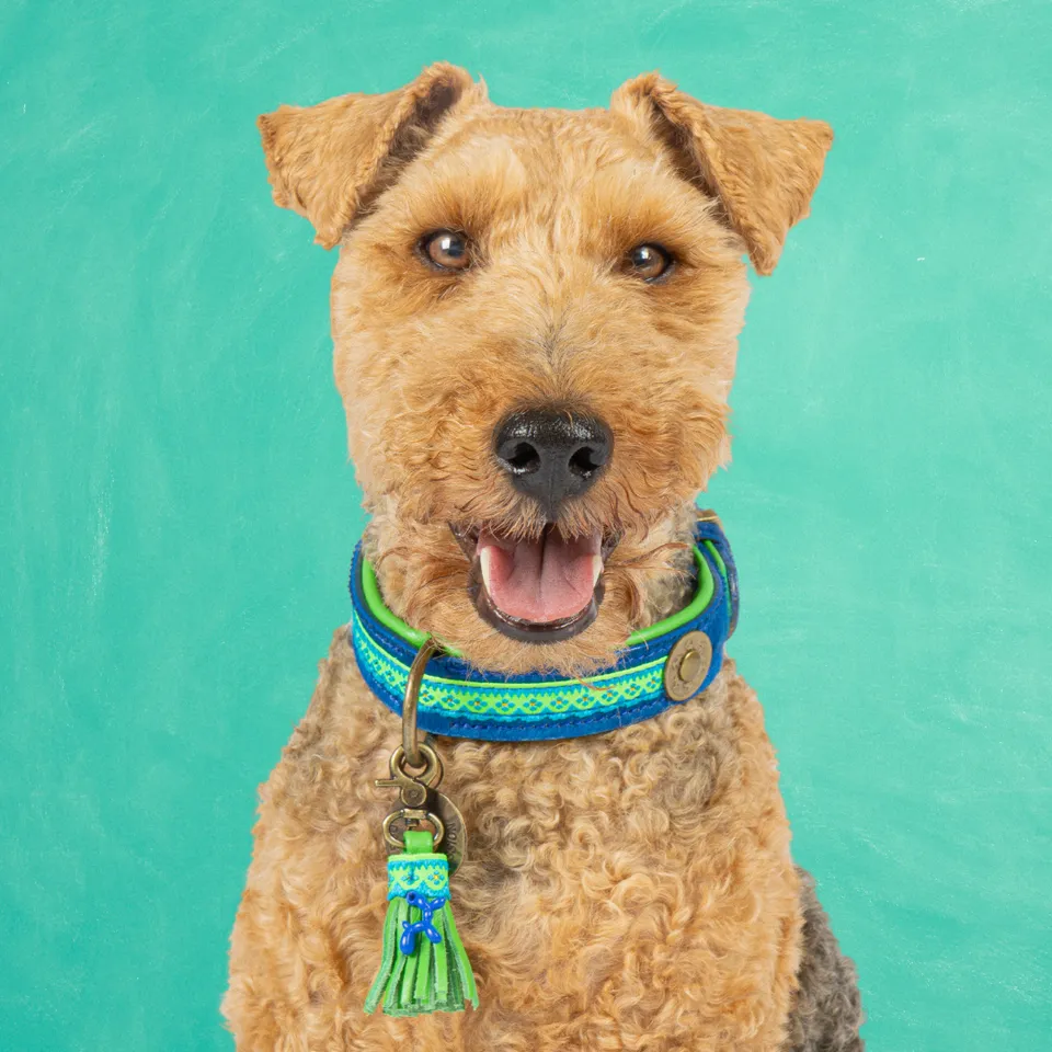 Dog with a Mission Zula collare cane blu S 30-33 cm
