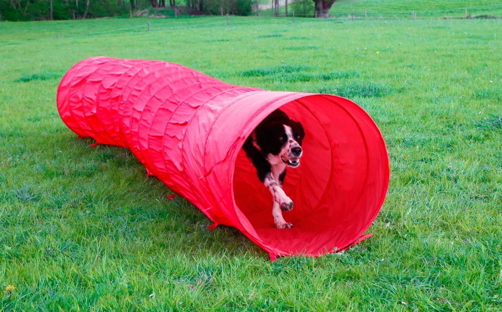 Kerbl Tunnel Agility Cane in nylon con picchetti e sacca