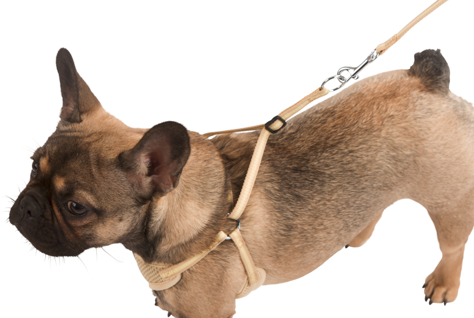 Kerbl Pet Puppy Harness pettorina cucciolo mesh con guinzaglio 120 cm