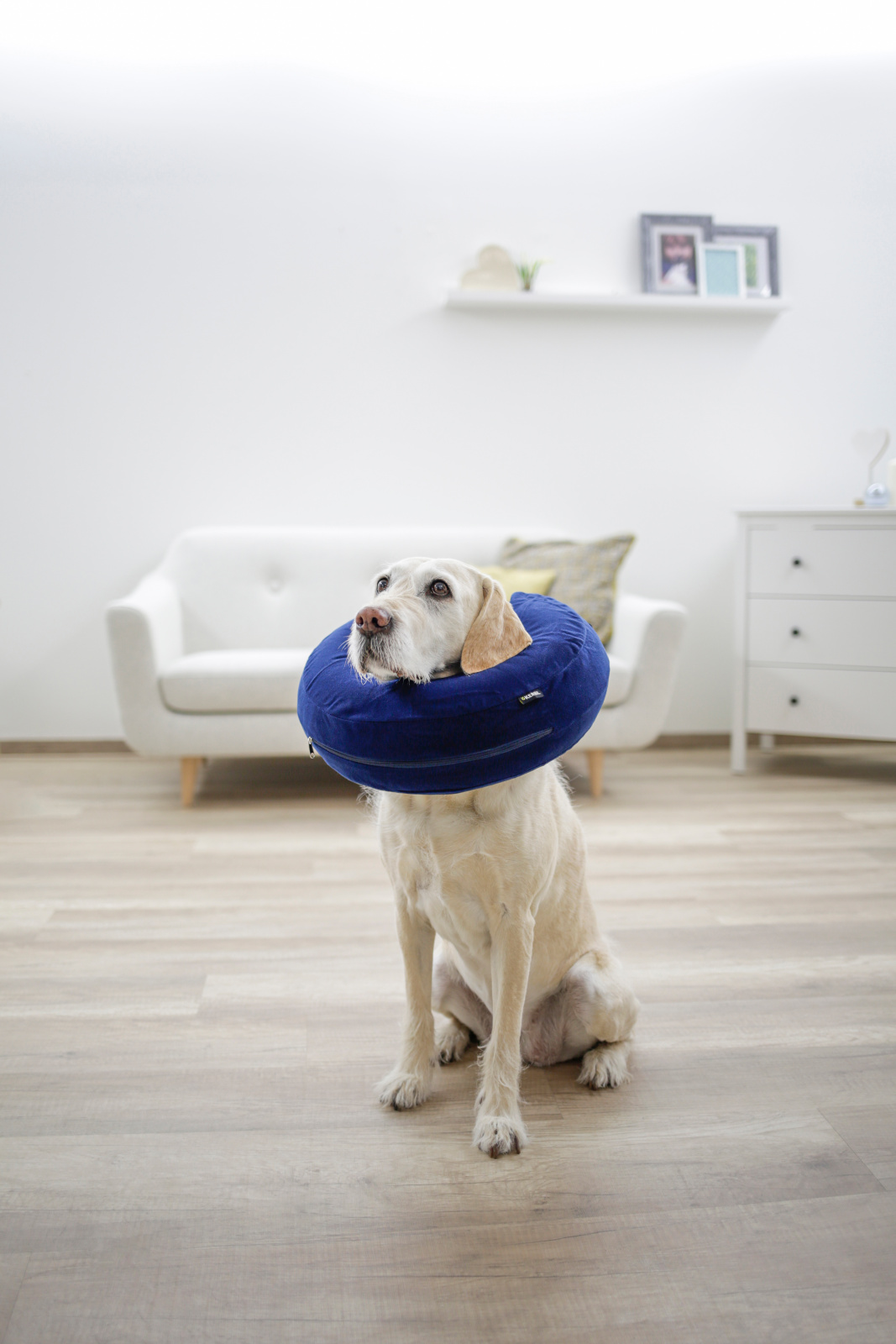 Kerbl Dog Care collare postoperatorio gonfiabile per cani