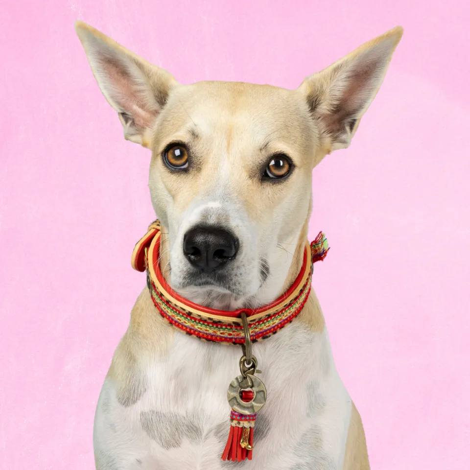 Dog with a Mission Gypsy L collare cane rosso 40-47 cm