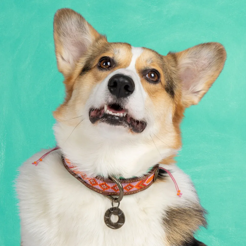 Dog with a Mission Sweet Mae L collare cane rosa 40-47 cm