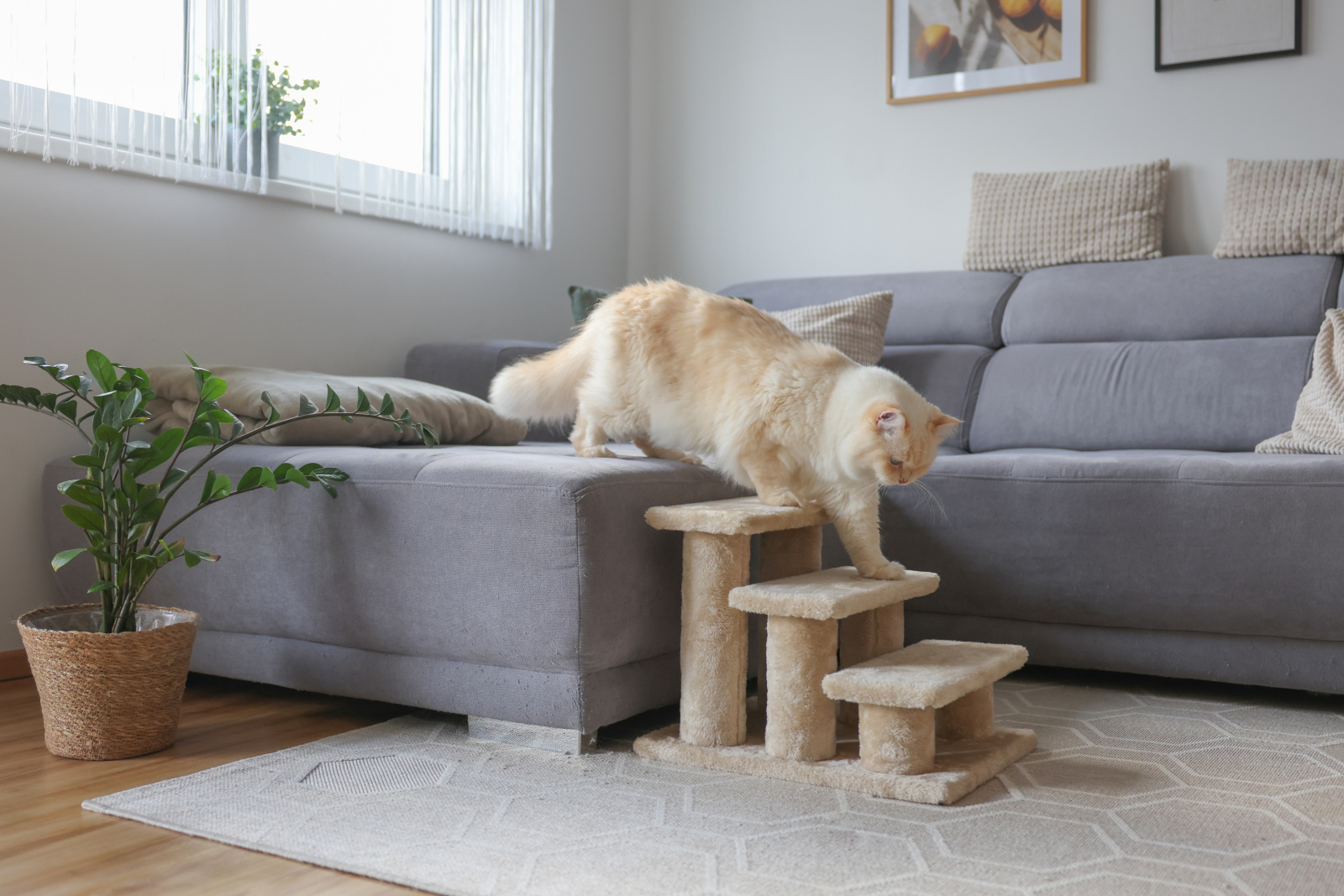 Kerbl Pet Easy Climb 2.0 scala cani e gatti 50 kg