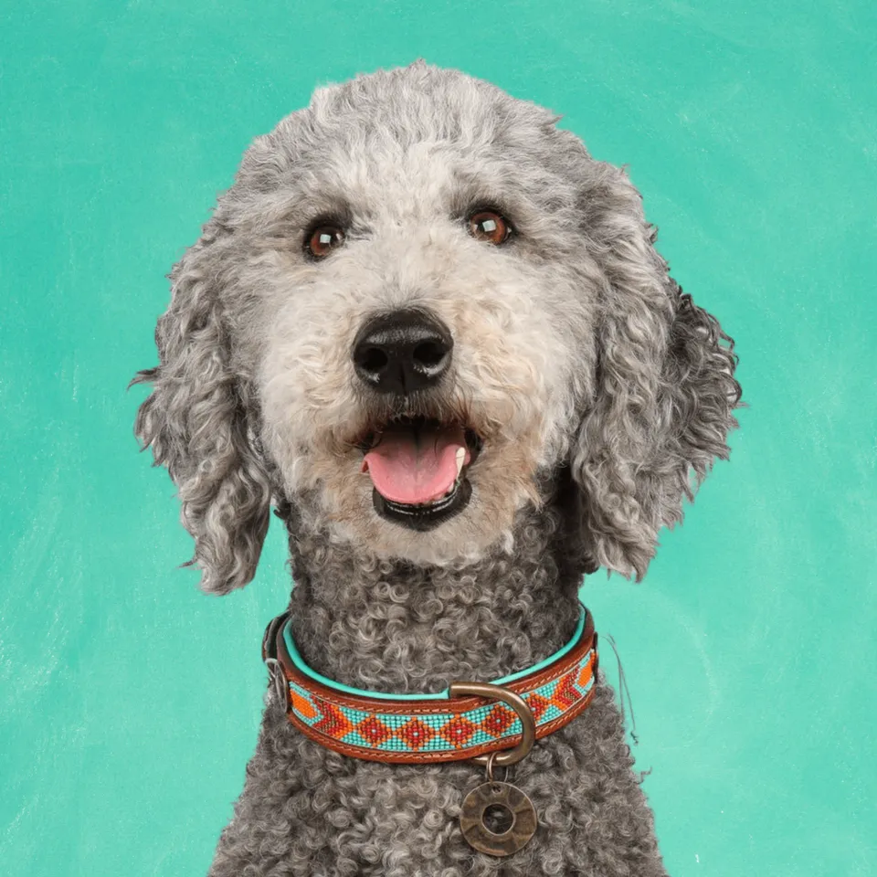 Dog with a Mission Paddy Lee Collare Pelle S 30-33 cm Turchese