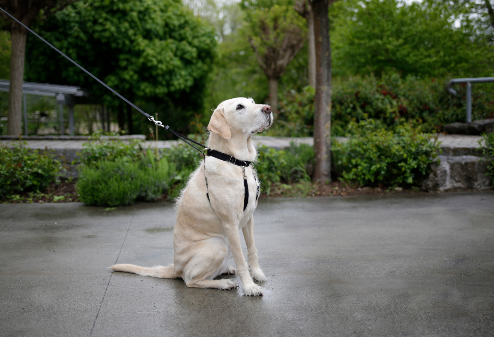 Kerbl Pet Maxi Leader pettorina cane anti-tiro regolabile