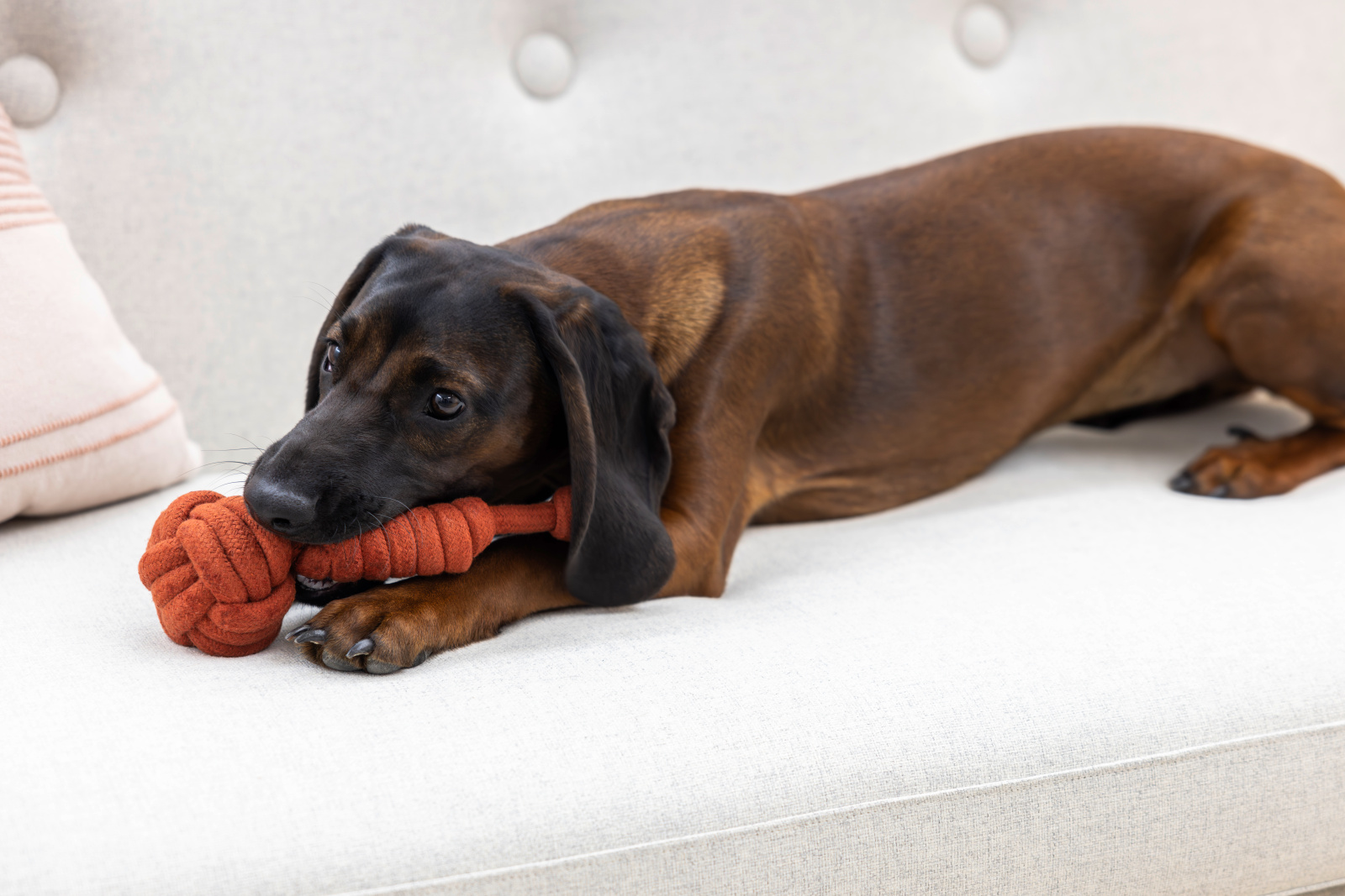 Kerbl Pet Rope Toy Gioco Corda Cane Cotone 100%