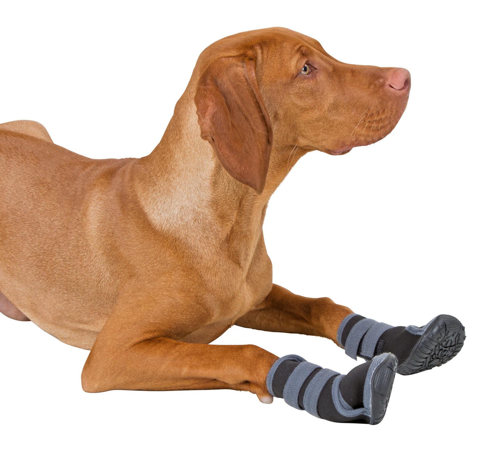 Kerbl Pet Paw Protector Active scarpette per cani