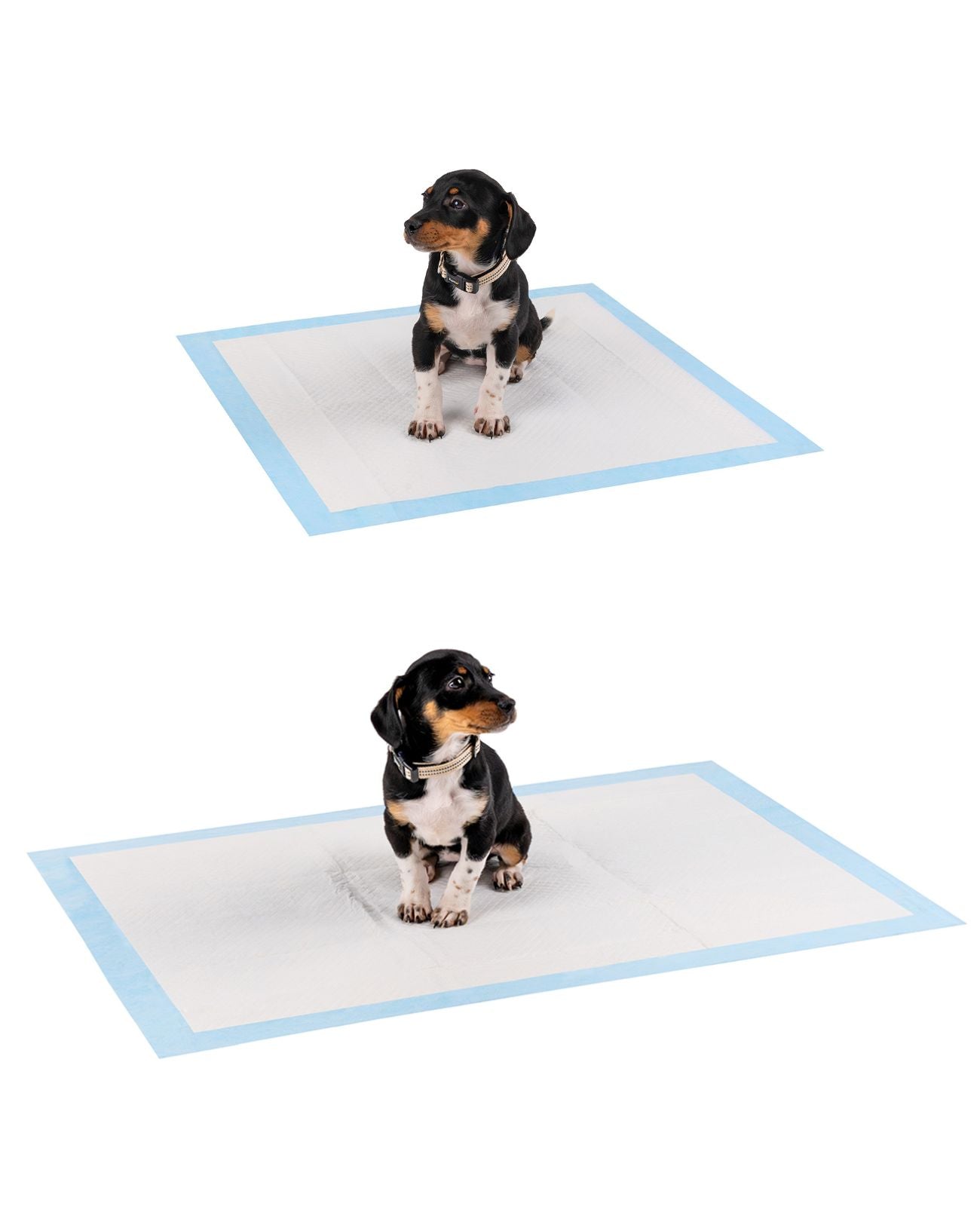 Lionto traverse cane assorbenti 60x60 cm 50 pezzi 6 strati