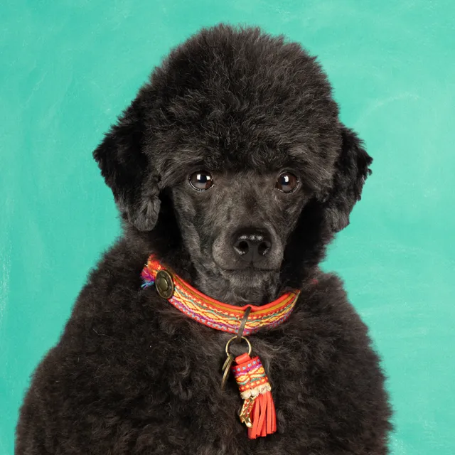 Dog with a Mission Gypsy XXS collare cane rosso 22-24 cm