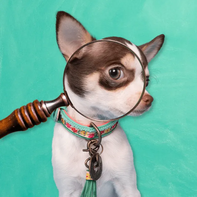 Dog with a Mission Bella XXXS collare cane turchese 15-21 cm