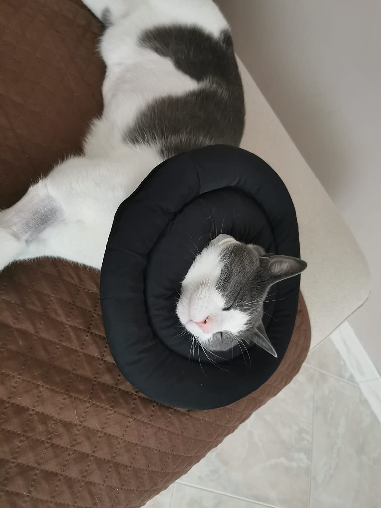 OHCOZZY Collare Elisabettiano Gatto M Azzurro Cotone