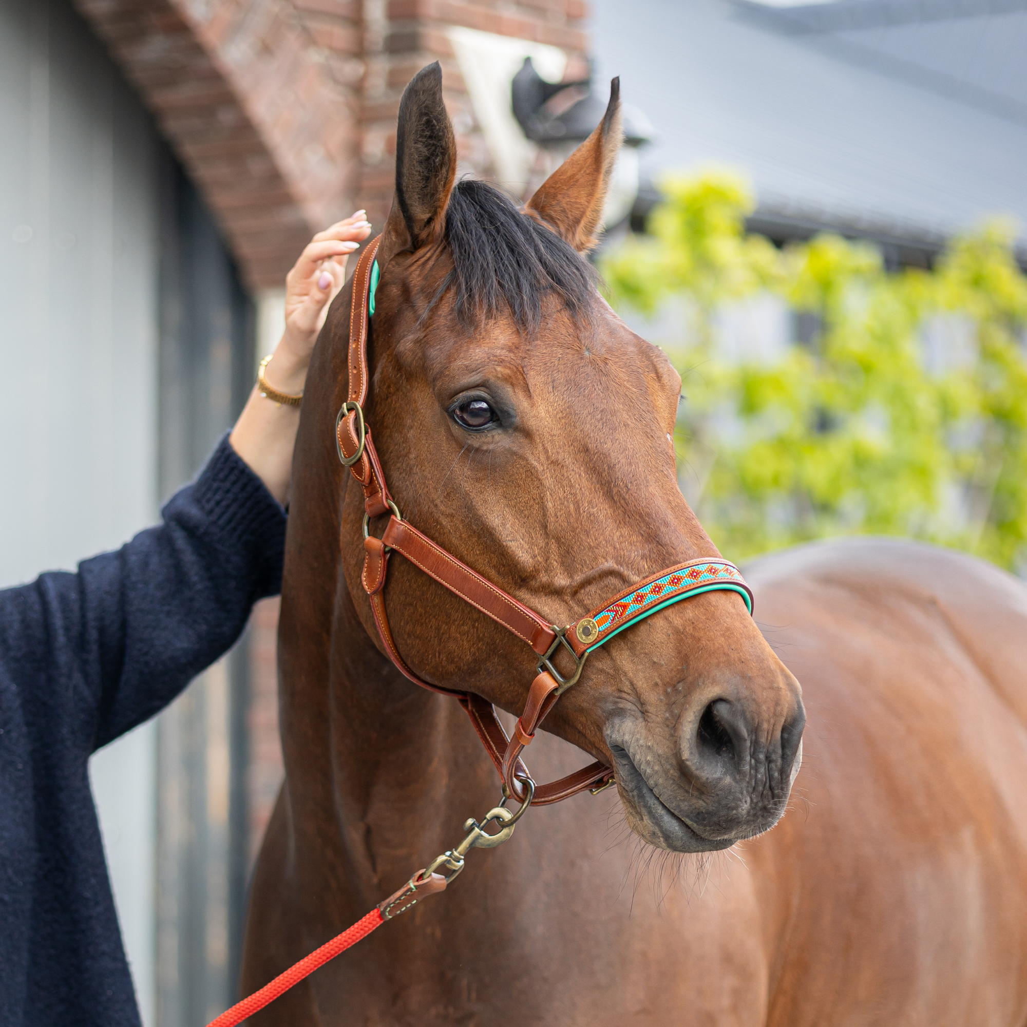 Dog with a Mission Paddy Lee Cavezza cavallo Cob pelle marrone