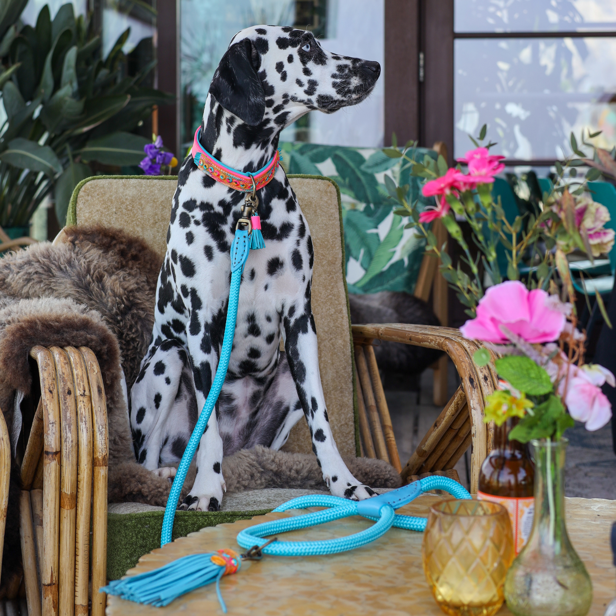 Dog with a Mission Indian Summer XS collare pelle rosa 1,5 cm