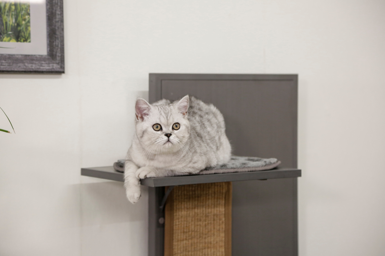 Kerbl Cat Scratch Play House Alex Tiragraffi Casetta 2 Cuccette