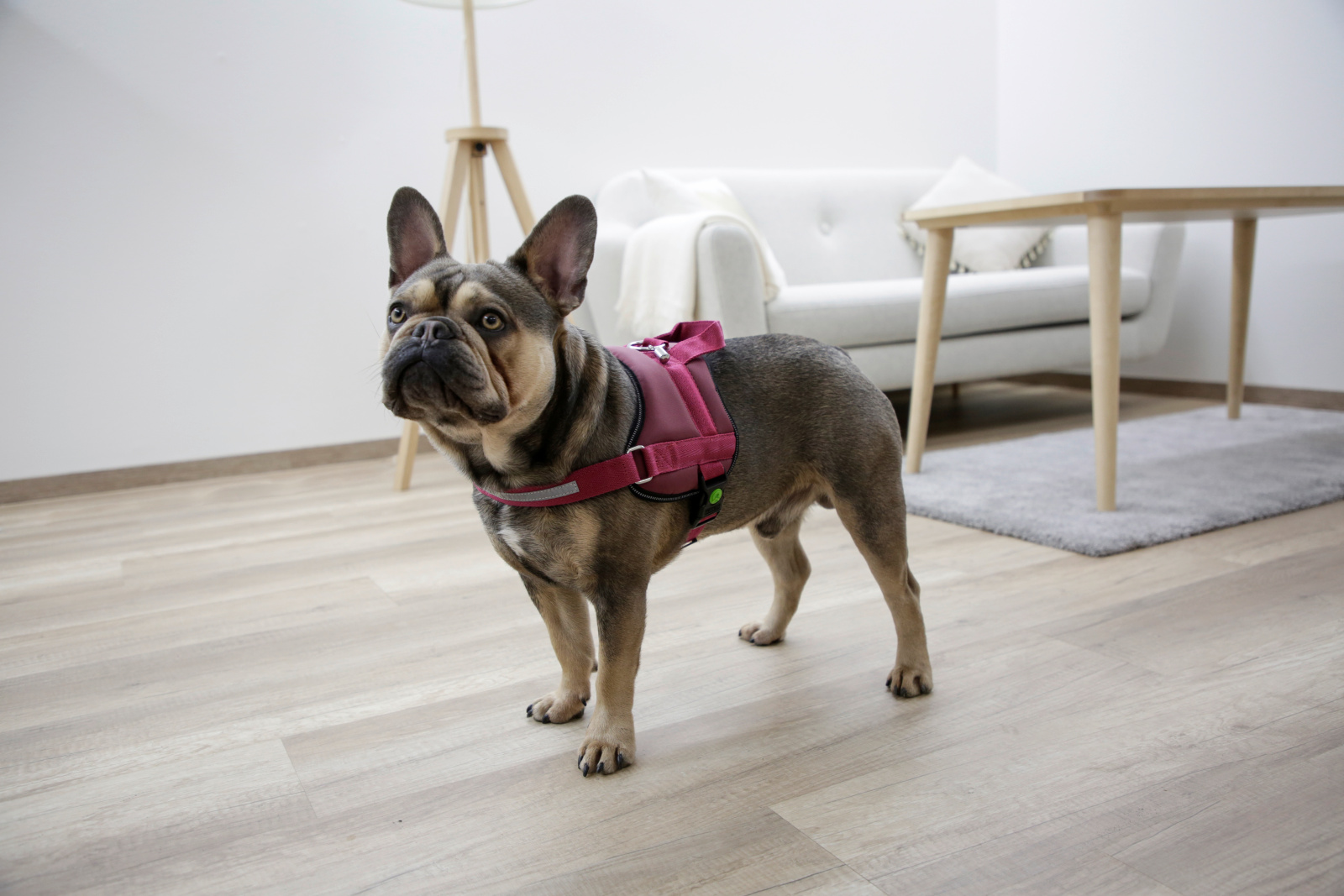 Kerbl Maestro 2.0 pettorina cane regolabile riflettente