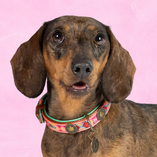 Dog with a Mission Boho Rosa collare cane pelle S rosa 30-33 cm