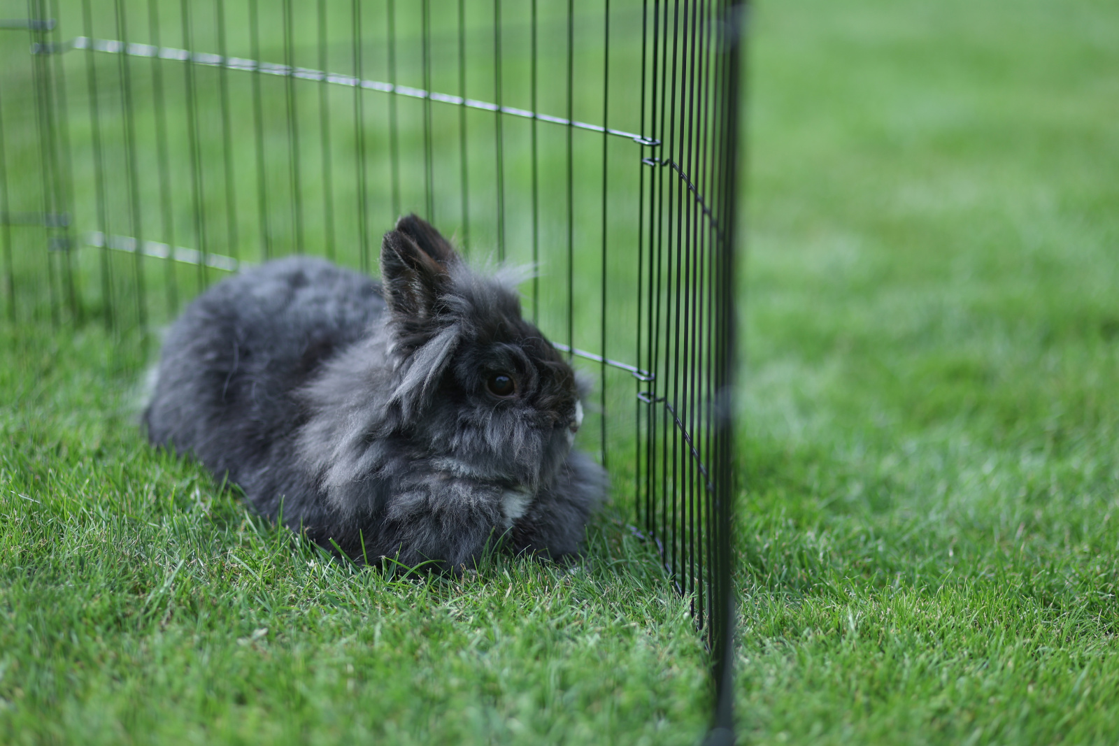 Kerbl Pet Puppy Pen recinto cuccioli 8 elementi metallo