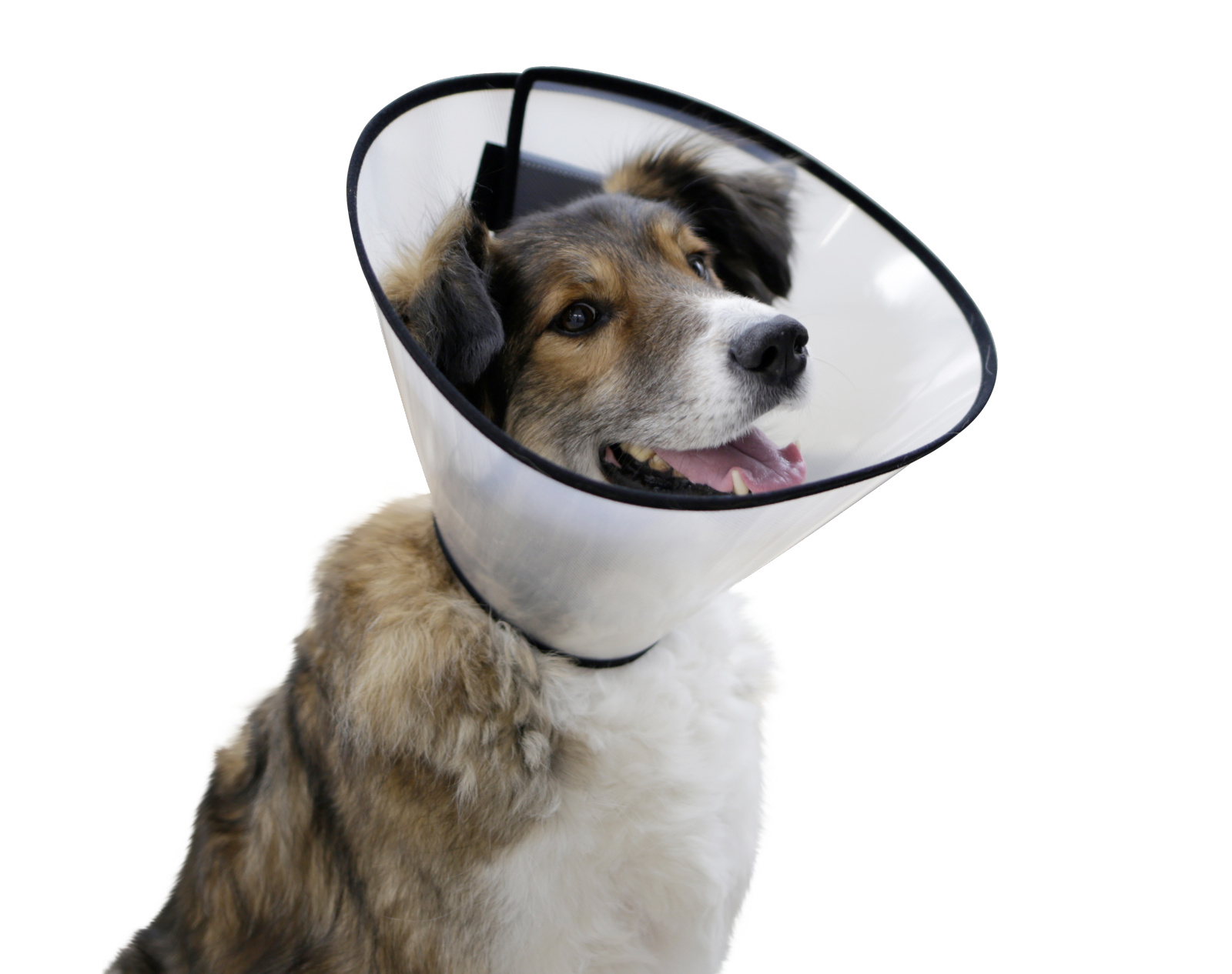 Kerbl Pet Surgical Collar collare elisabettiano cane