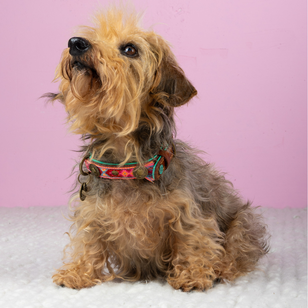 Dog with a Mission Boho Rosa Collare Cane XXS Rosa