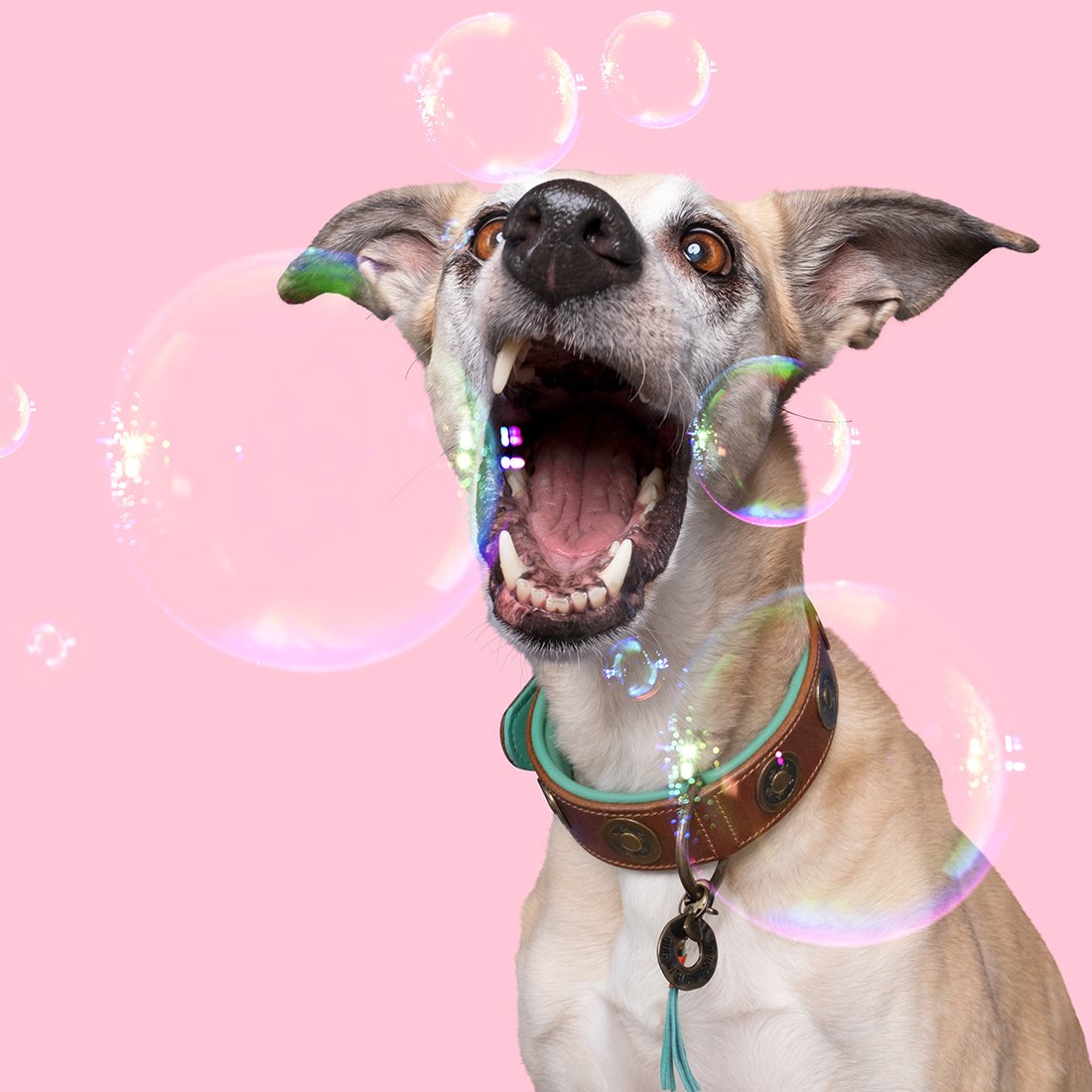 Dog with a Mission Urban XL collare cane pelle marrone