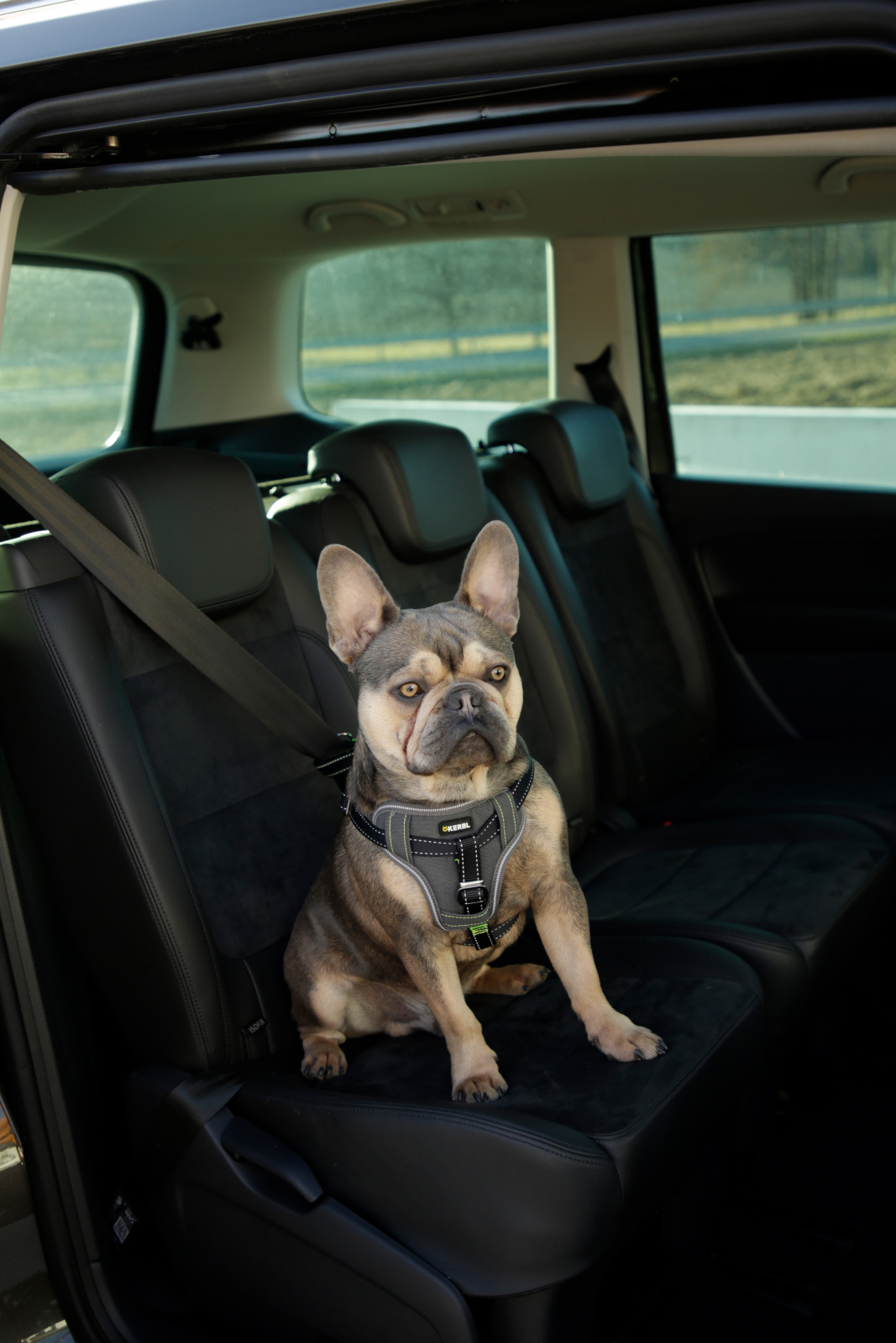 Kerbl Car Safety Harness pettorina auto cane nylon imbottita