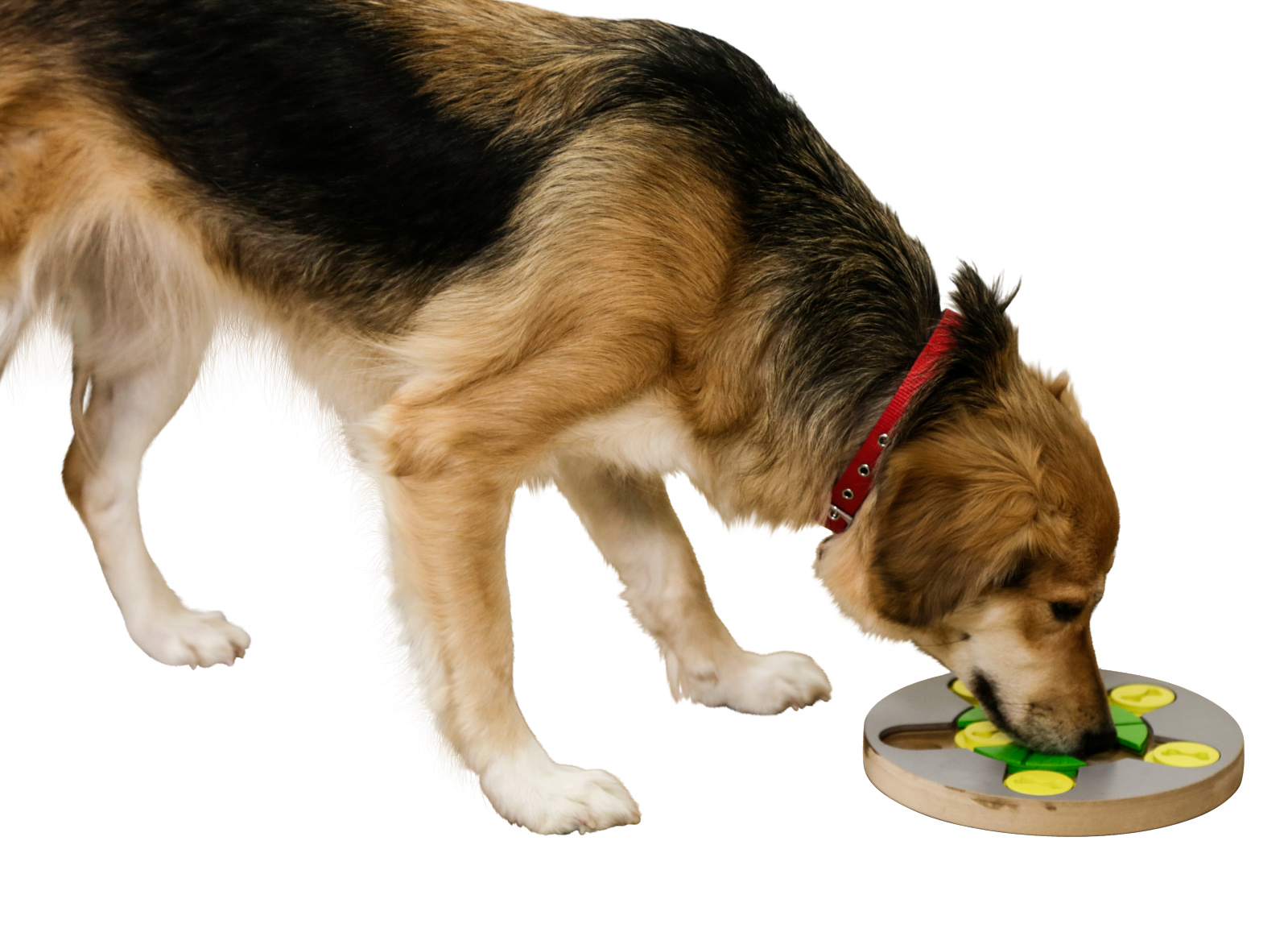 Kerbl Pet Switch gioco intelligenza legno per cani