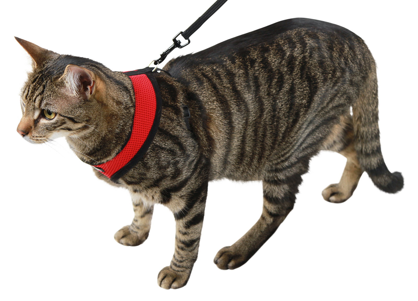 Kerbl Pet Cat Harness Active pettorina gatto mesh con guinzaglio