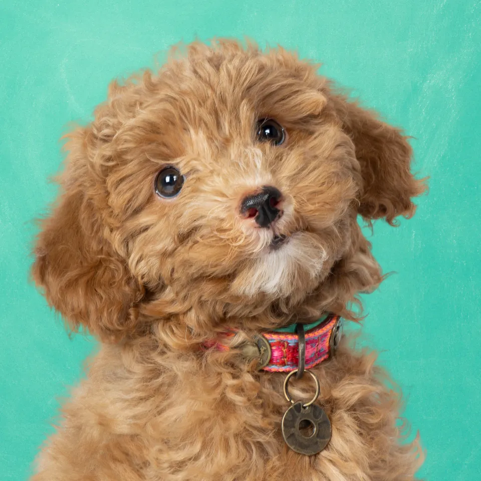 Dog with a Mission Boho Rosa Collare Cane XXS Rosa
