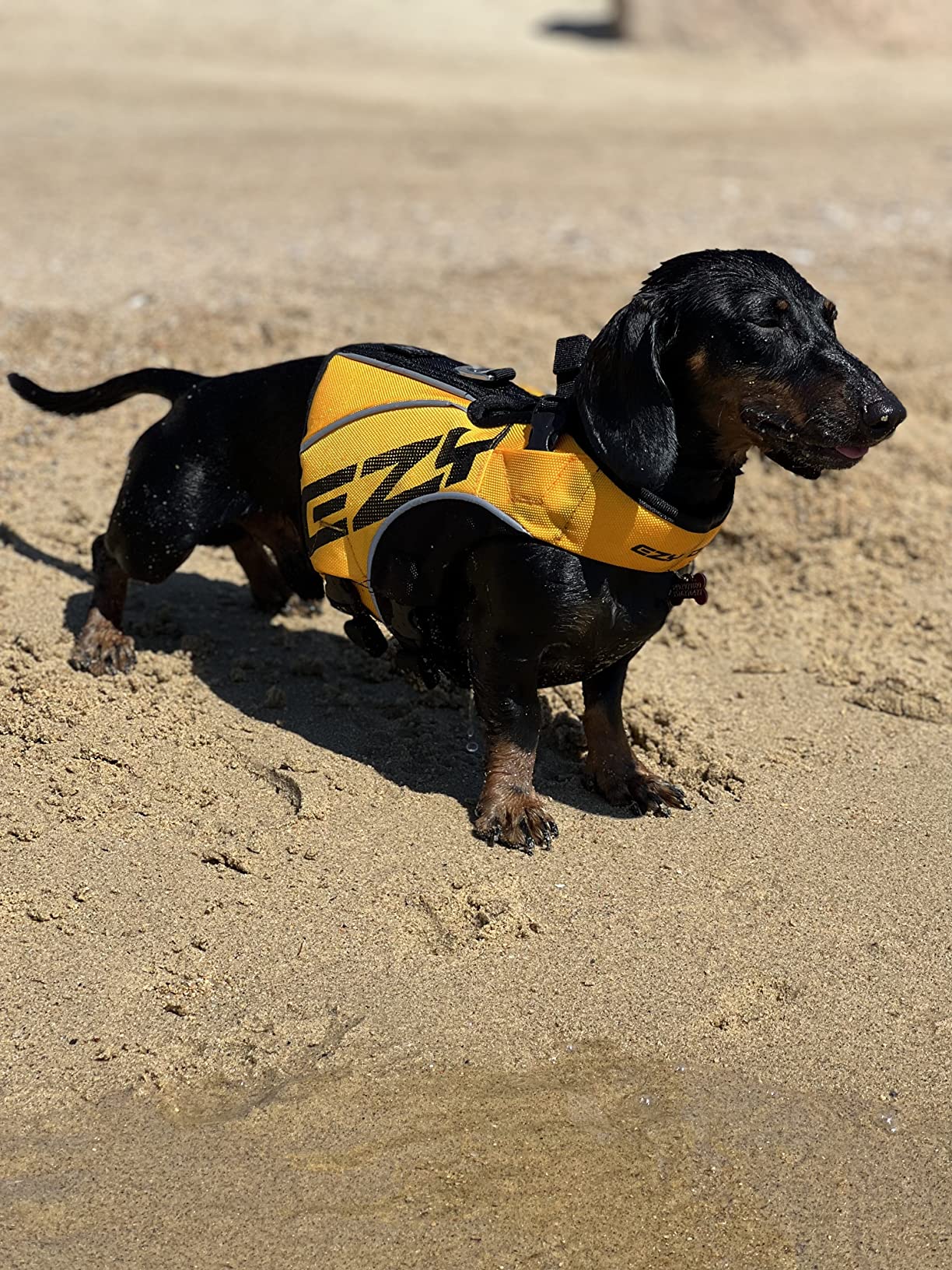 EzyDog DFD X2 Premium giubbotto salvagente cane L giallo