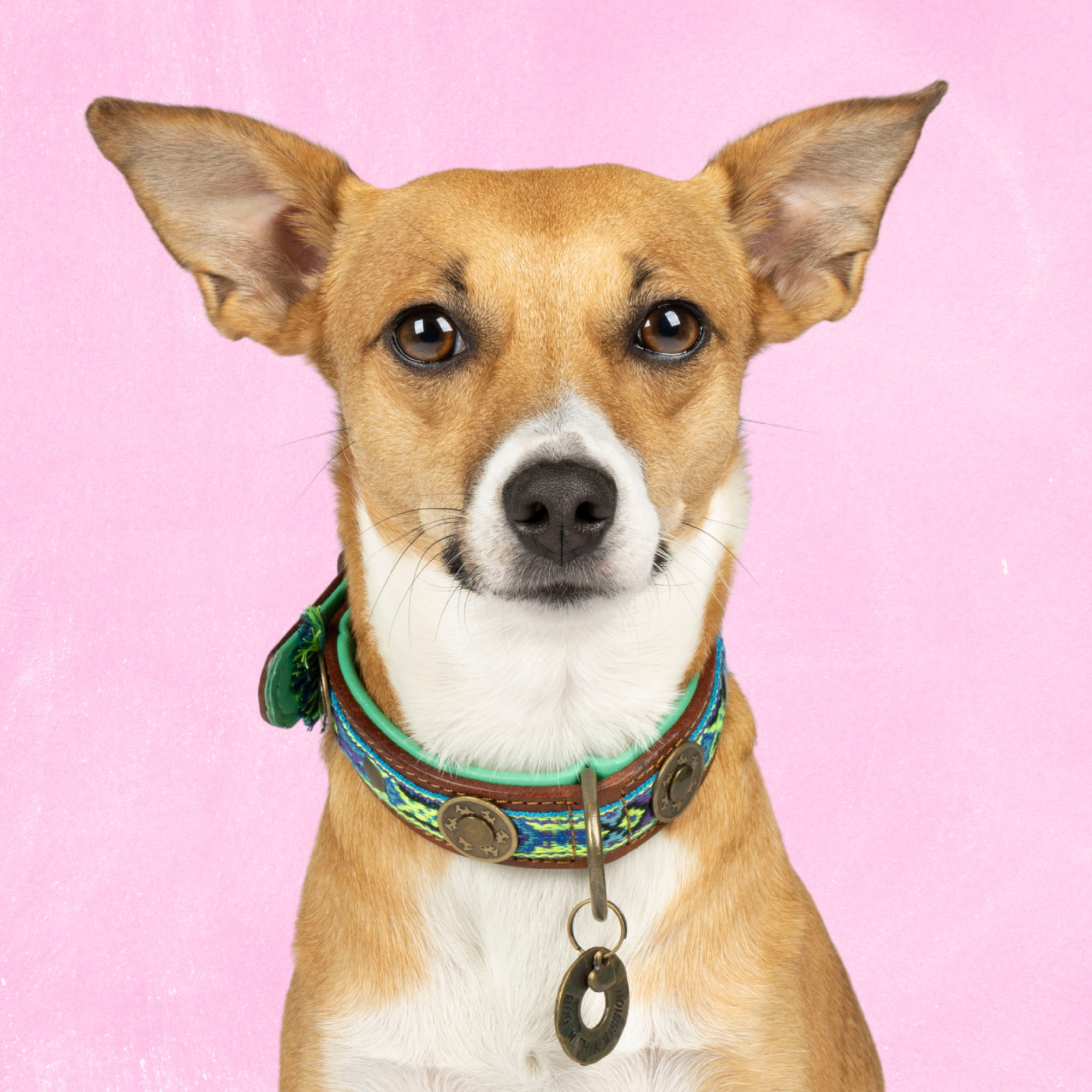 Dog with a Mission Boho Juan collare cane pelle blu S 30-33 cm