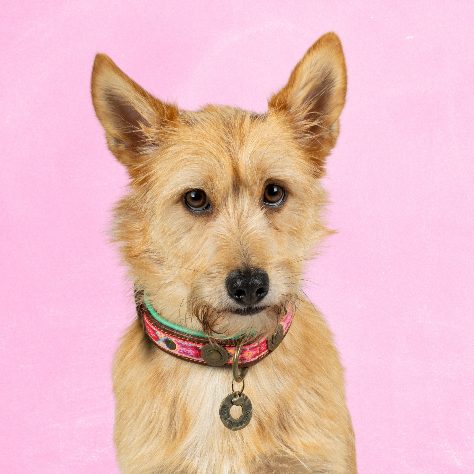 Dog with a Mission Boho Rosa collare cane S rosa 30-33 cm