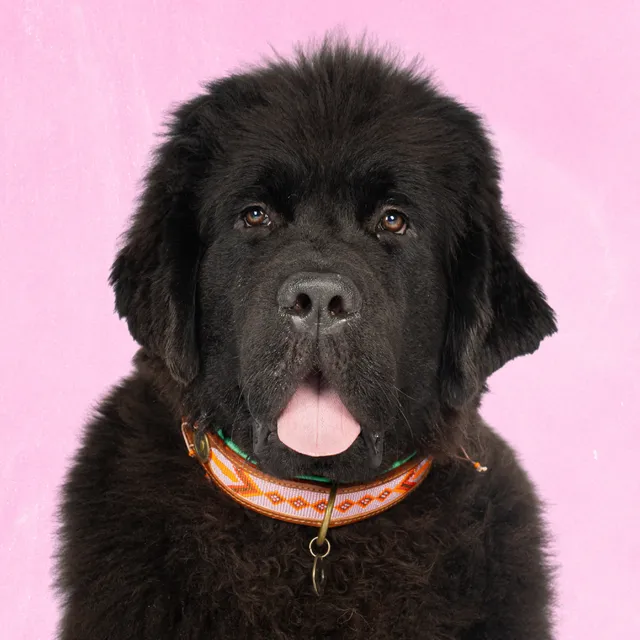 Dog with a Mission Sweet Mae Collare Cane XXL Marrone Rosa 58-65cm