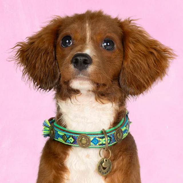 Dog with a Mission Boho Juan XS collare cane pelle blu 25-29 cm