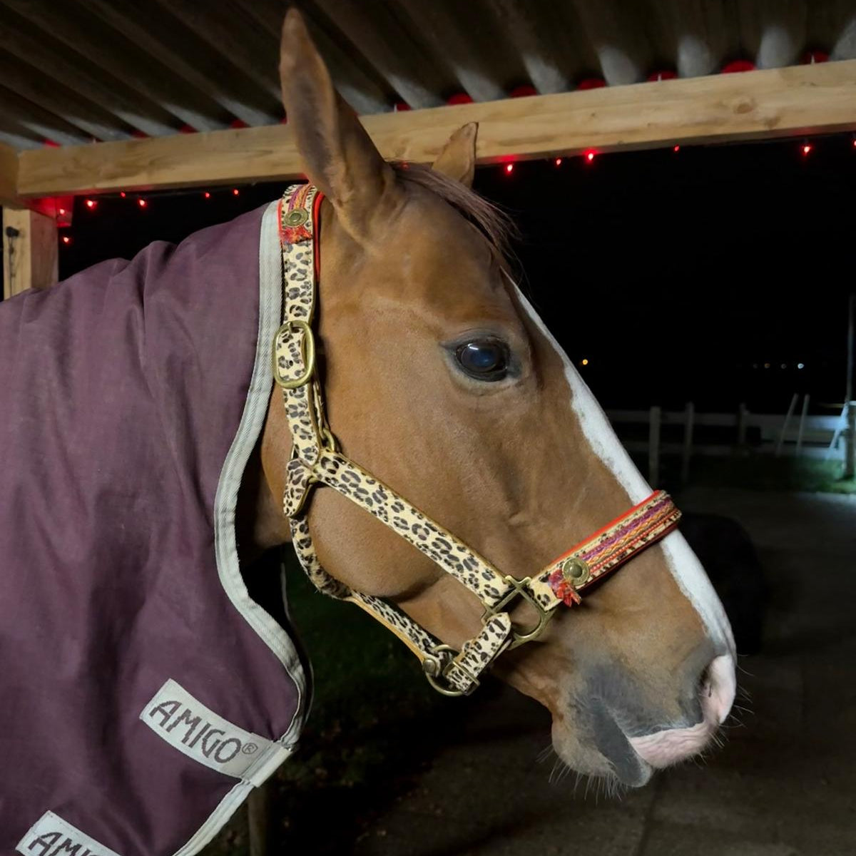 Dog with a Mission Gypsy Full capezza cavallo leopard in cuoio
