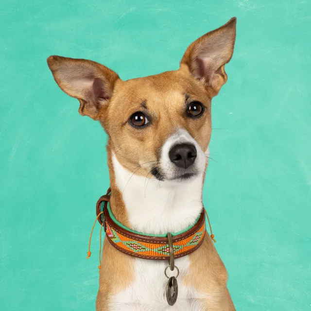 Dog with a Mission Tiger Lily collare cane S arancione 30-33 cm