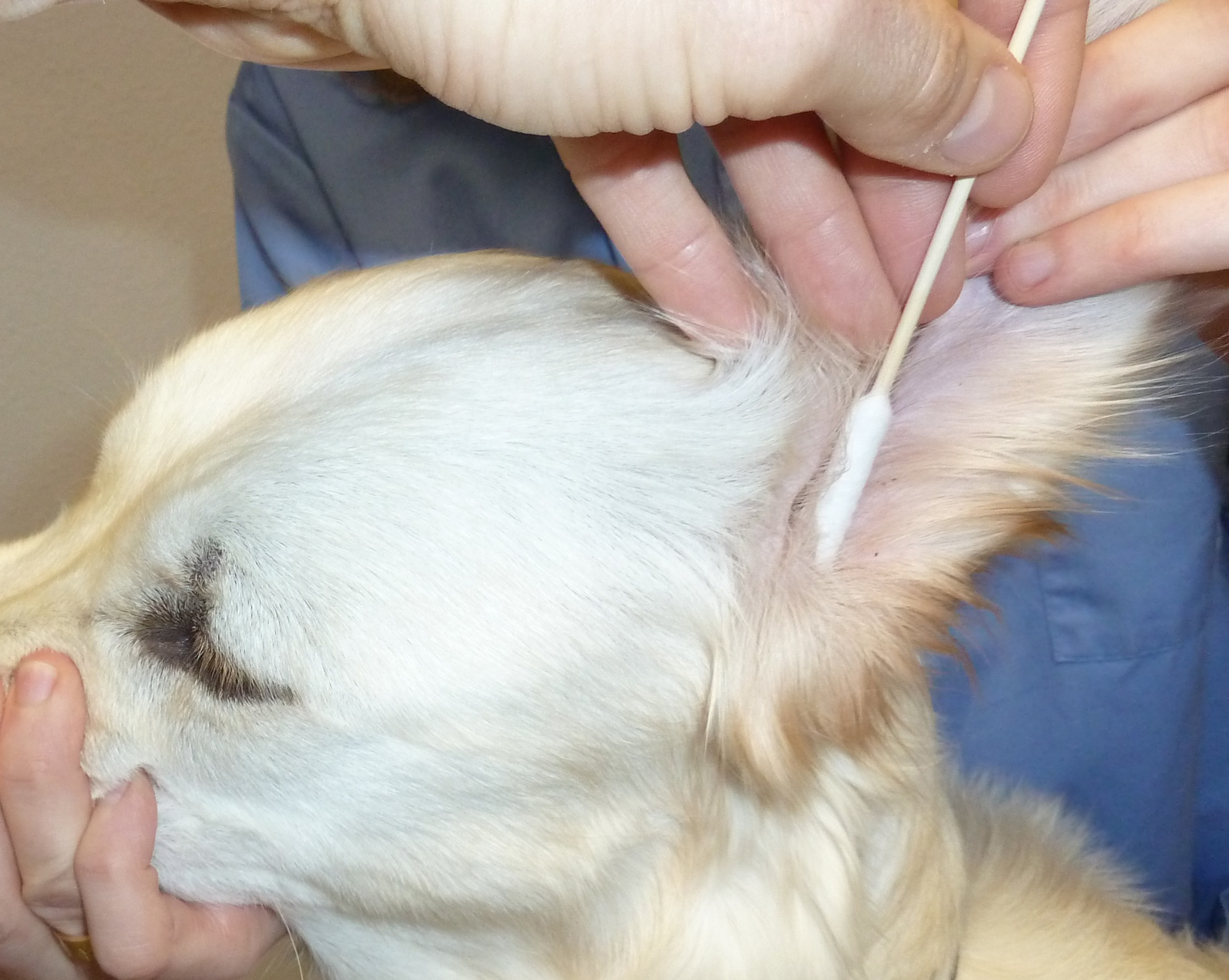 Kerbl Pet Cotton Bud Bamboo bastoncini orecchie cane