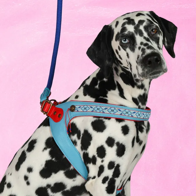 Dog with a Mission Dutchie 8 pettorina cane blu rossa 61-66 cm