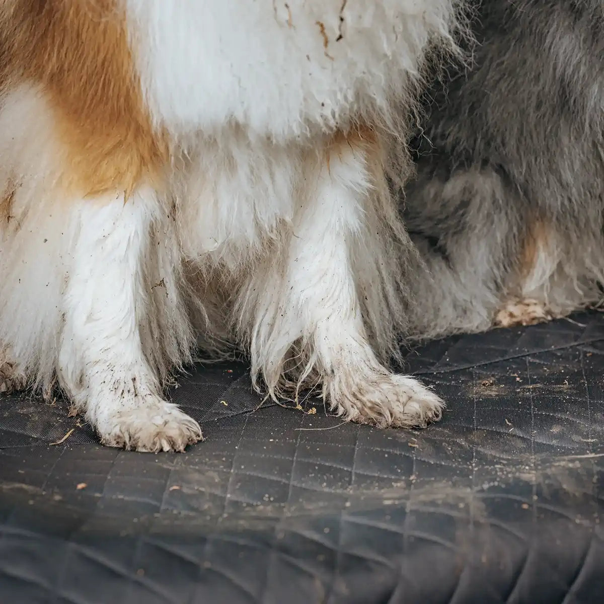 Rudelkönig Protezione Bagagliaio Cane Nera Basic Idrorepellente