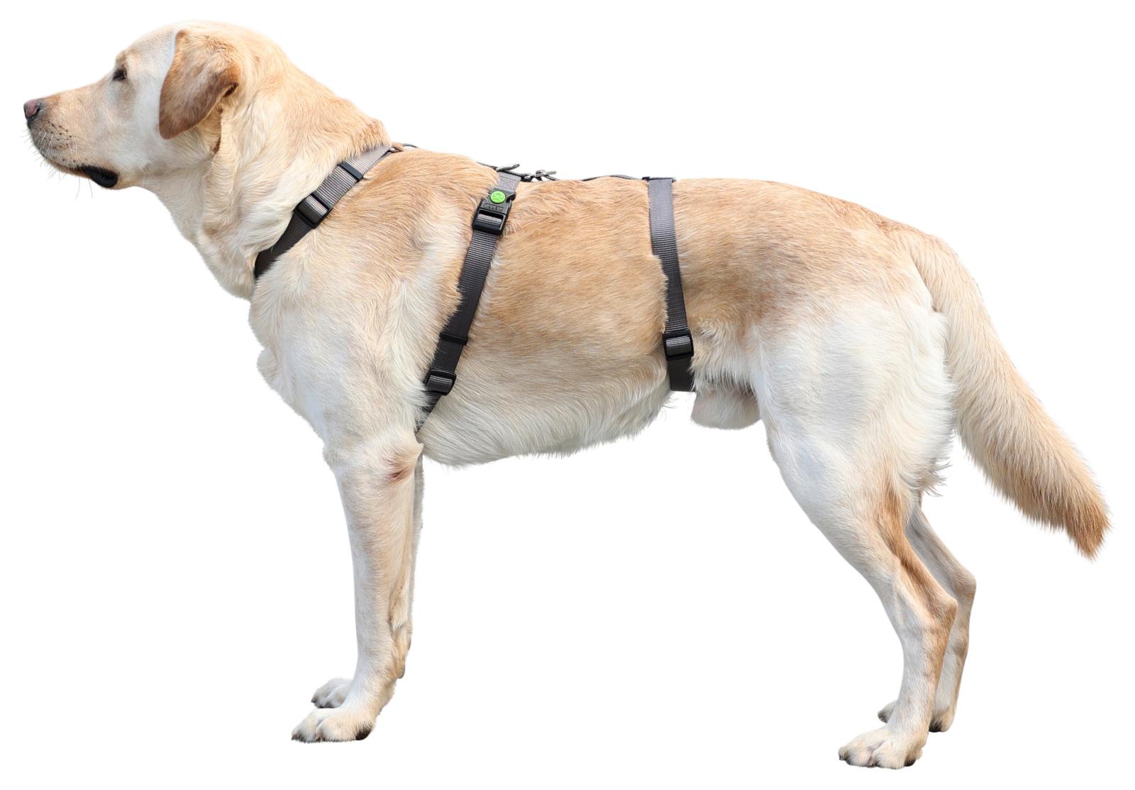 Kerbl Pet Panic Harness Miami pettorina antifuga nylon