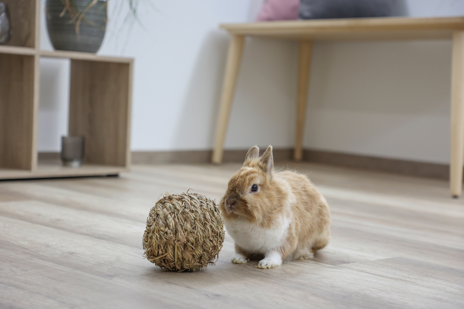 Kerbl Pet Rodent Snacks Grass Ball palla erba rosicchiabile