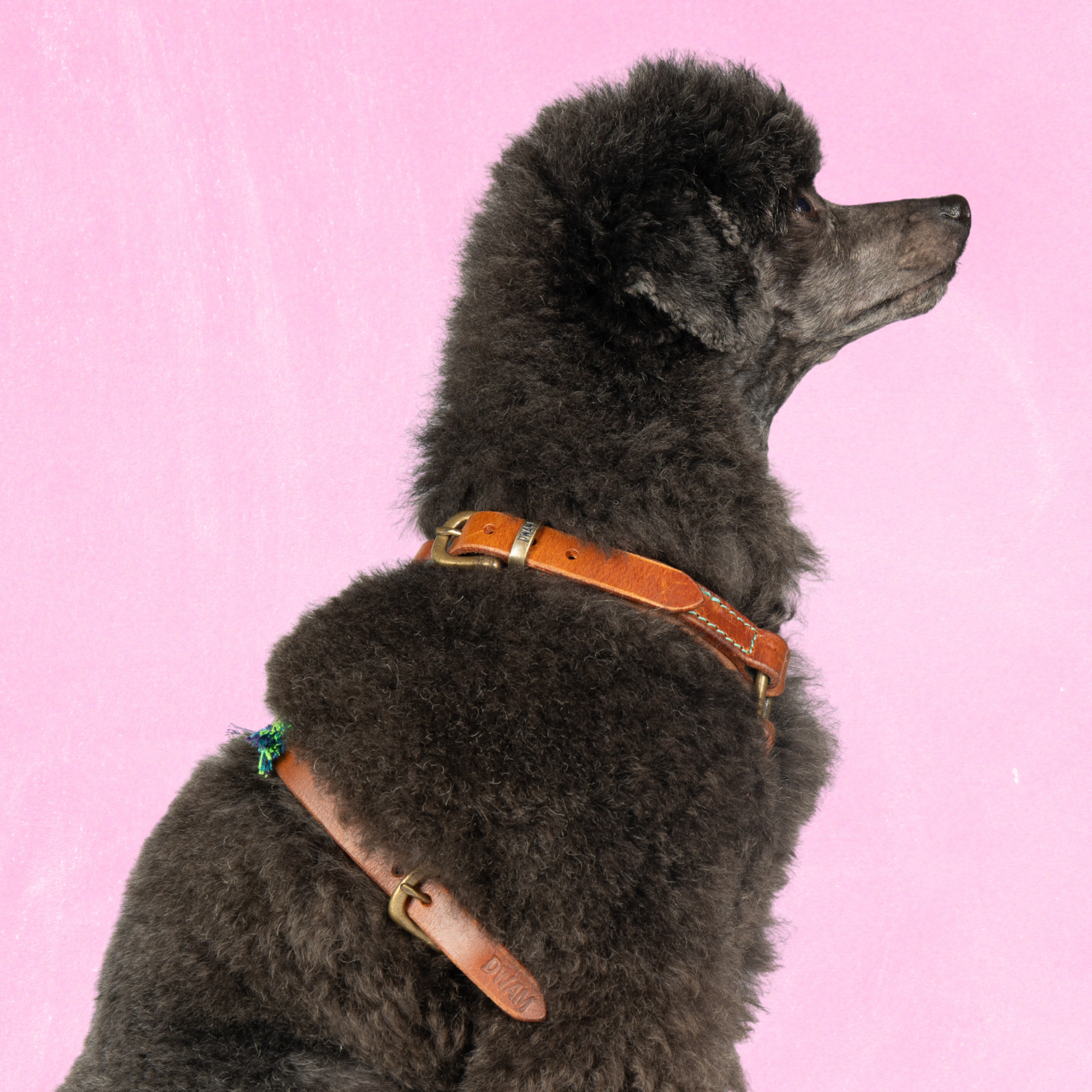 Dog with a Mission Boho Juan pettorina cane pelle blu XS 35,5-44 cm