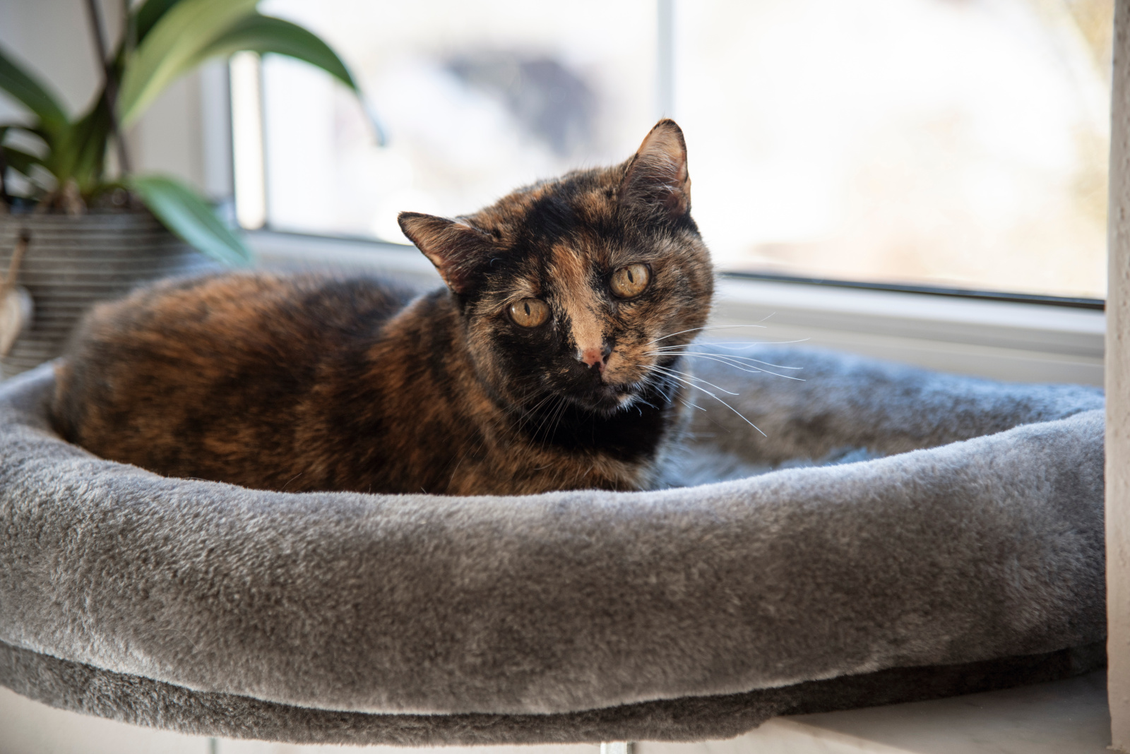 Kerbl Pet Window Bed lettino gatto finestra davanzale lavabile