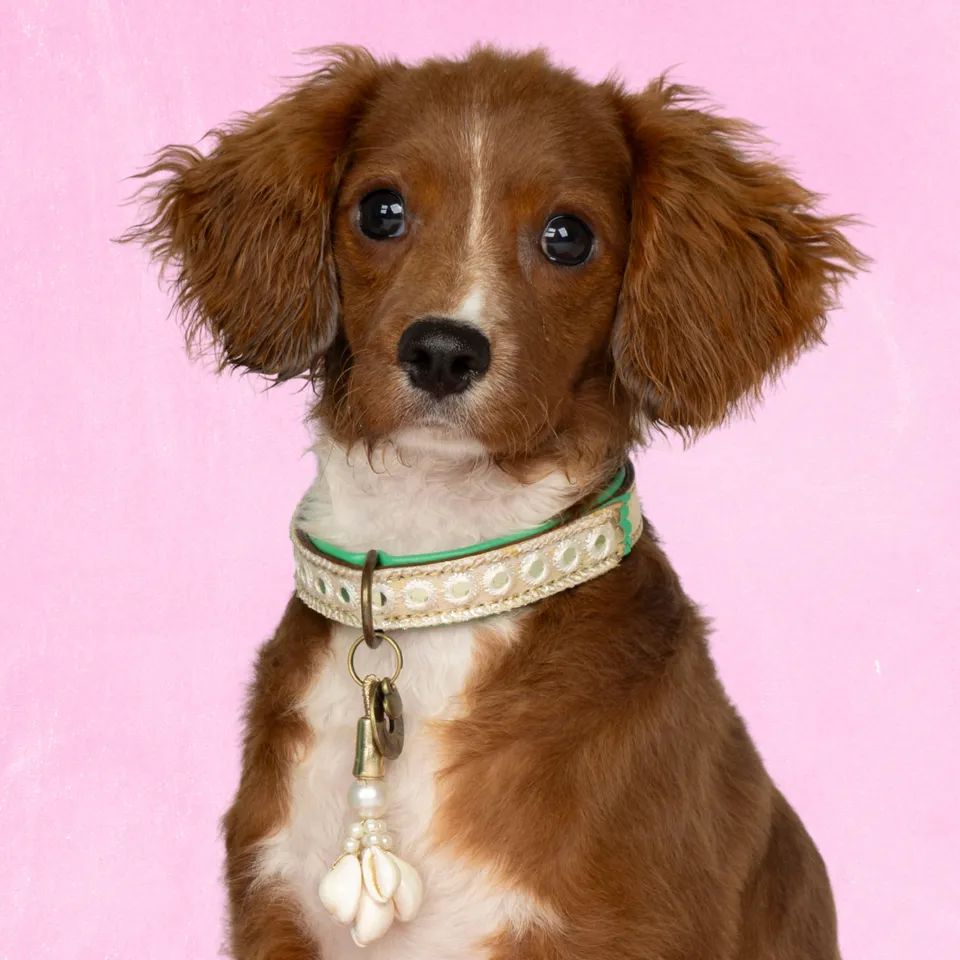 Dog with a Mission Love Story collare oro XS 25-29 cm