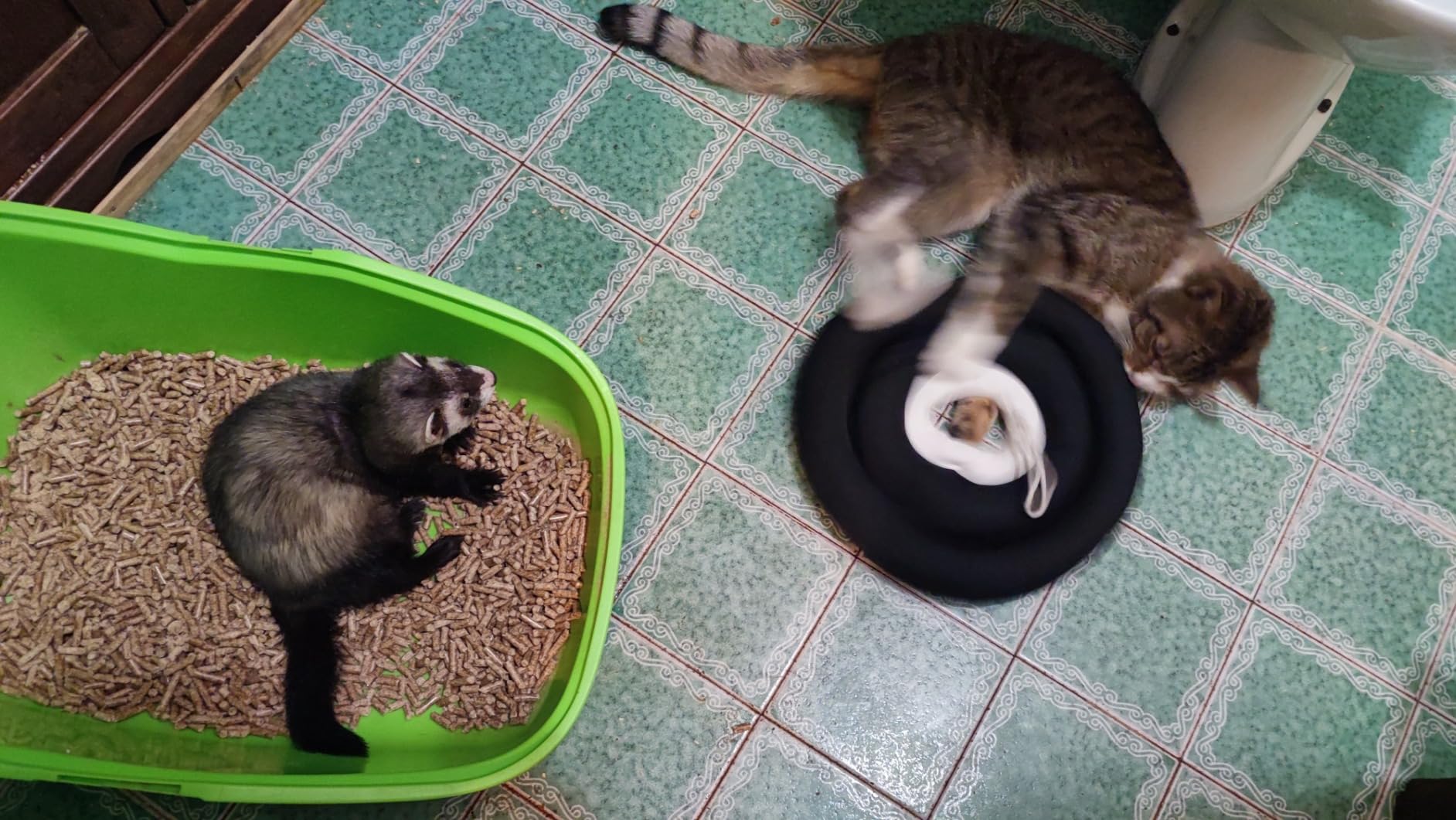 OHCOZZY Collare Elisabettiano Gatto M Azzurro Cotone
