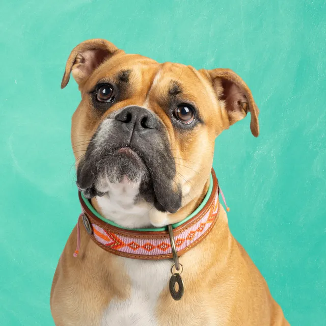 Dog with a Mission Sweet Mae collare cane XL rosa 48-57 cm