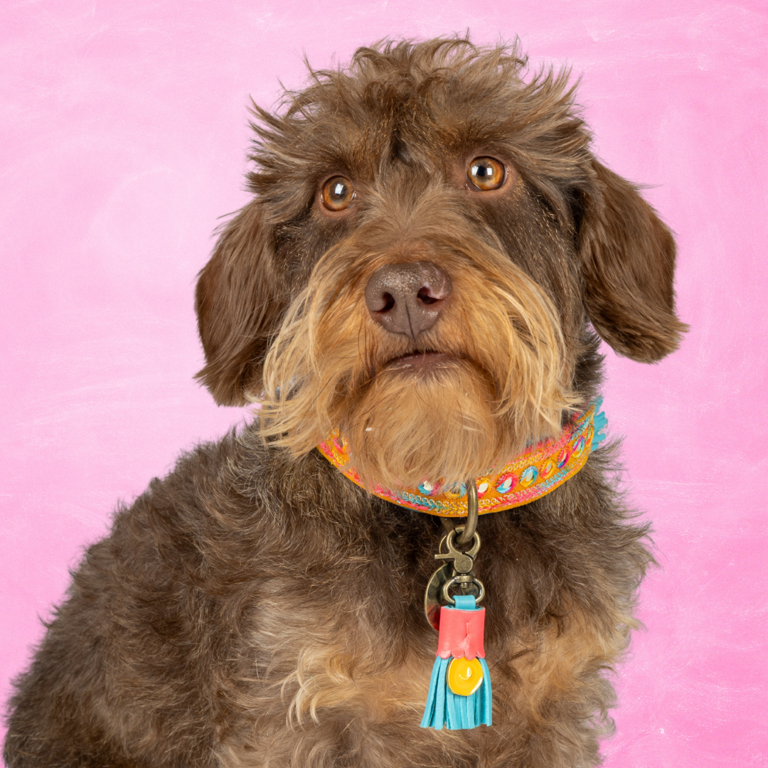 Dog with a Mission Indian Summer collare cane S multicolor pelle