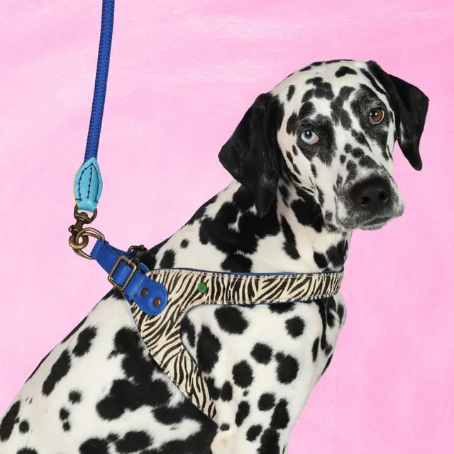 Dog with a Mission Dandy Pettorina Cane 8 Zebra Pelle